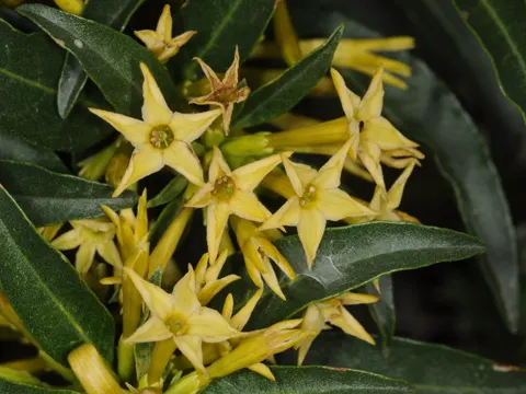 Chilean Cestrum