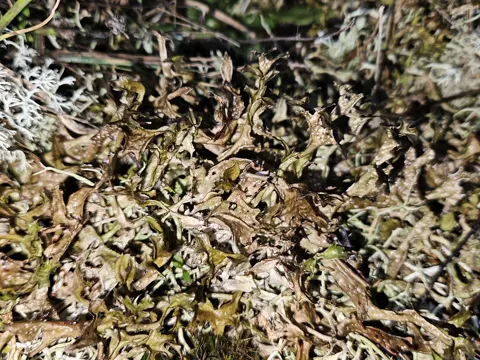Iceland Moss