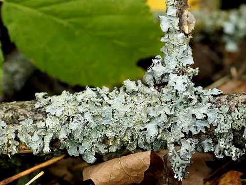 Olive Cetrelia Lichen