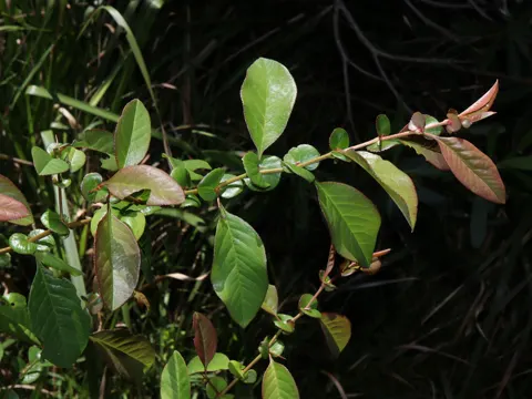Chinese Quince