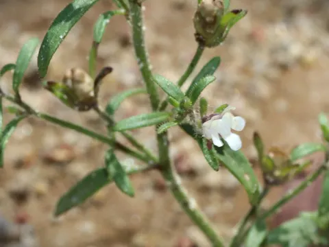 Dwarf Snapdragon