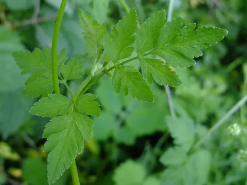Rough Chervil