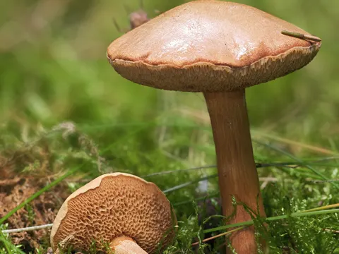Peppery Bolete
