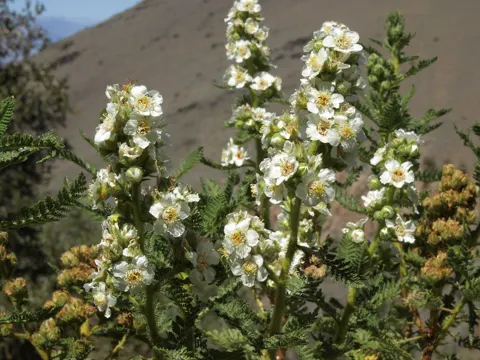 Fernbush
