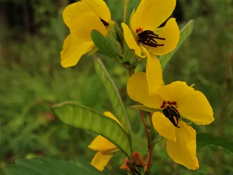 Partridge Pea