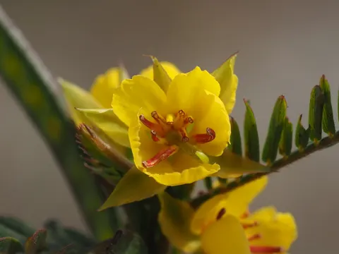 Sensitive Partridge Pea