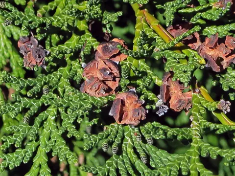 Lawson's Cypress