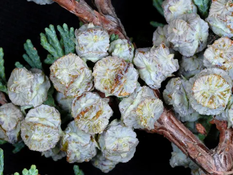 Atlantic White Cedar