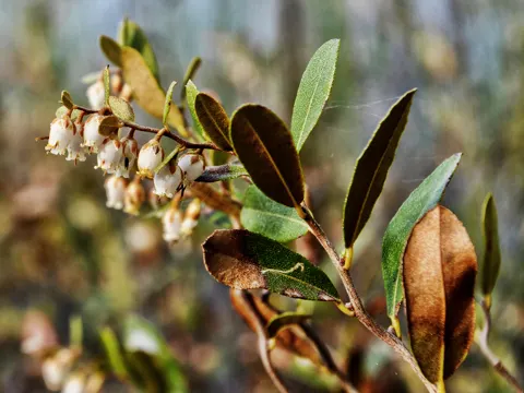 Leatherleaf