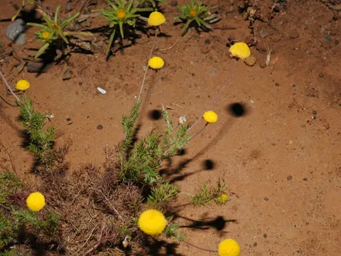 Chamomile