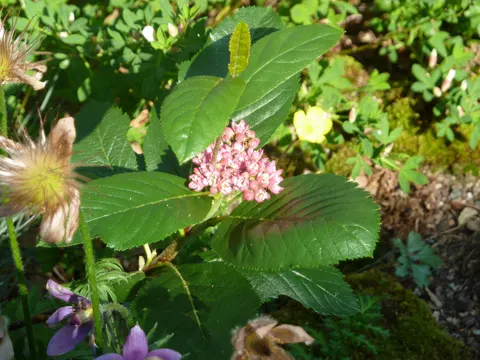 Dwarf Whitebeam