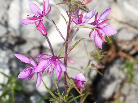 Rosemary-leaved Willowherb