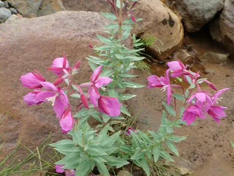 River-beauty