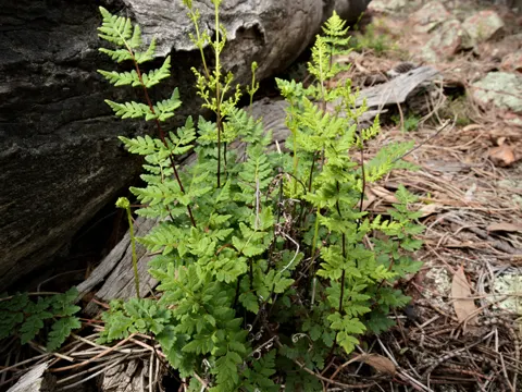Bristly Cloak Fern