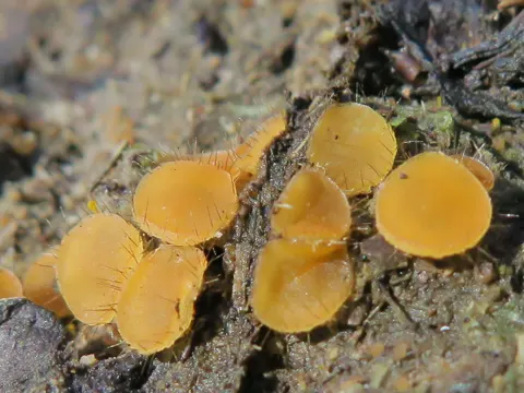 Dung-loving Cheilymenia