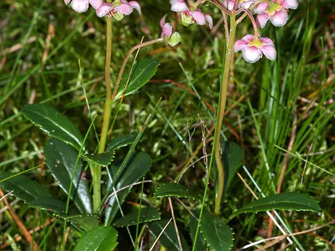 Pipsissewa