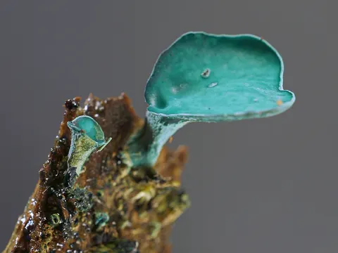Green Elfcup
