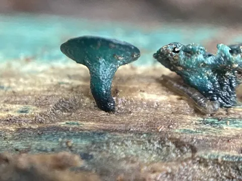 Turquoise Elfcup