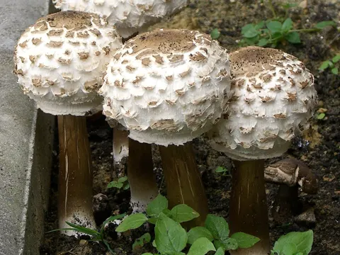 Brown Shaggy Parasol