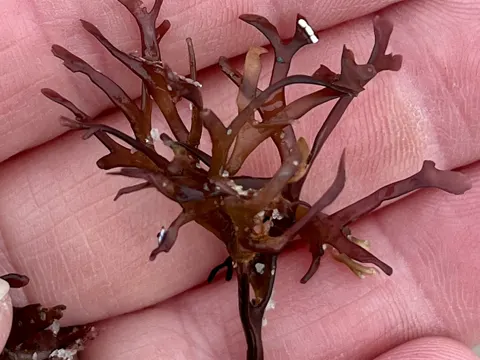 Irish Moss