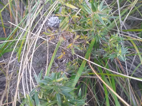 Andean Chuquiraga
