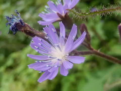 Alpine Sow Thistle