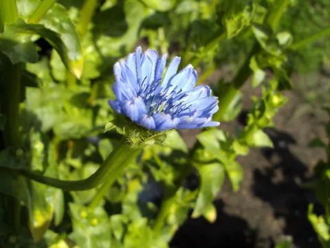 Endive