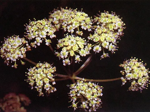 Cicuta douglasii