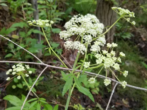 Water Hemlock