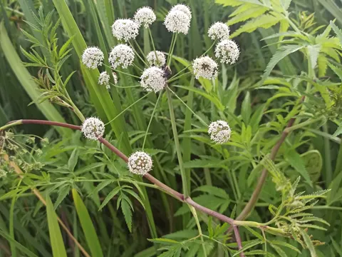 Water Hemlock
