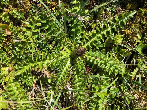 Dwarf Thistle