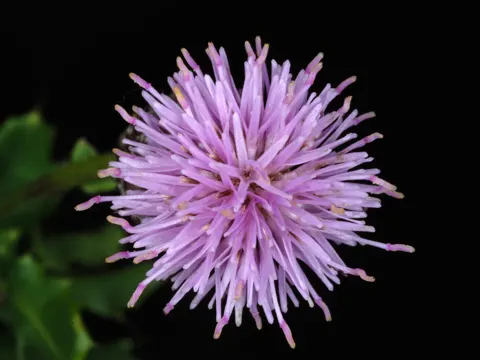 Creeping Thistle