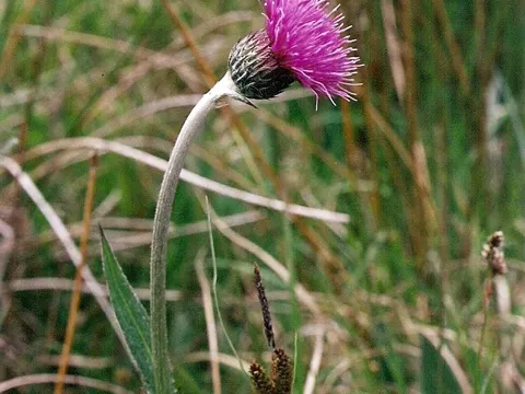Meadow Thistle