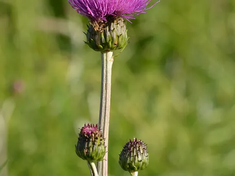 Melancholy Thistle