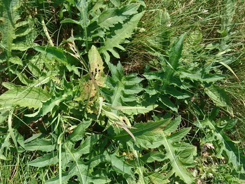 Cabbage Thistle