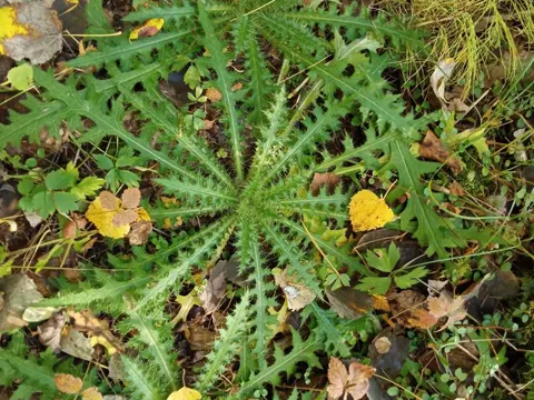 Marsh Thistle