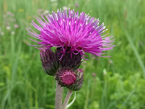 Brook Thistle