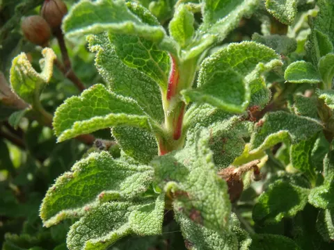 Pink Rock-rose