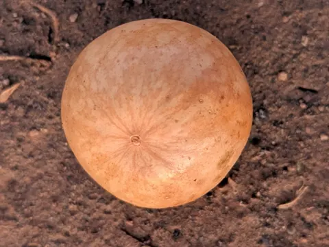 Bitter Apple