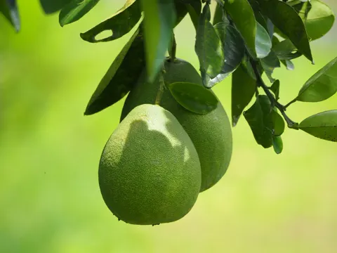 Pummelo