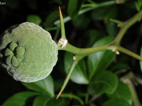 Hardy Orange