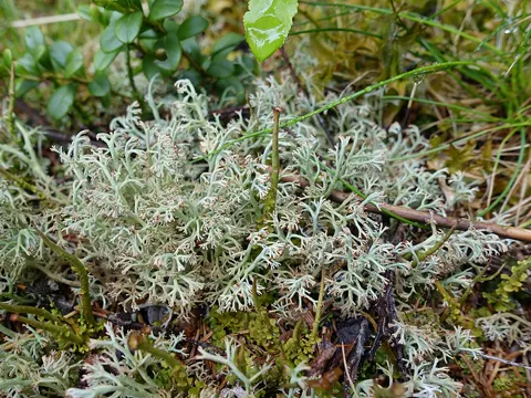 Reindeer Lichen
