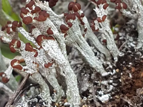 Lichen