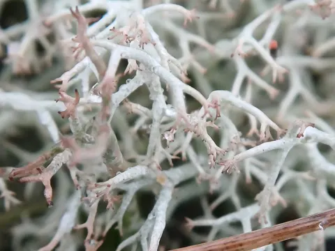 Ciliate Reindeer Lichen