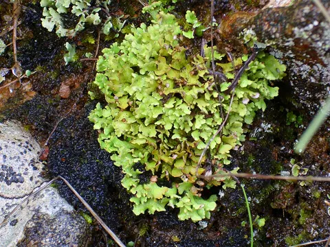 Lichen