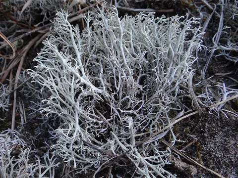 Reindeer Lichen