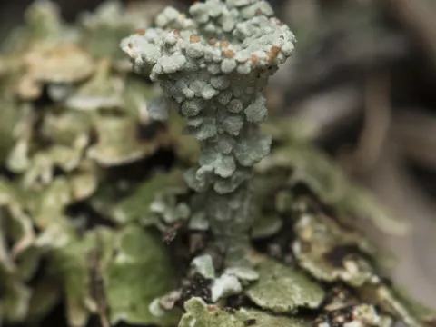 British Soldiers Lichen
