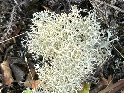 Reindeer Lichen