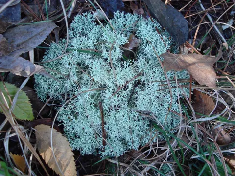 Reindeer Lichen