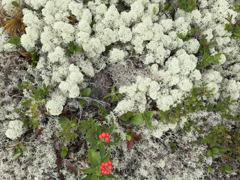 Reindeer Lichen